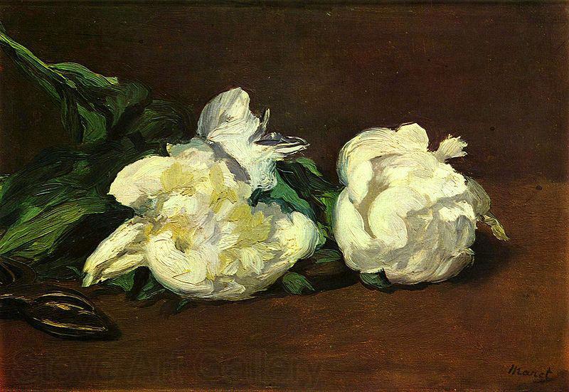 Edouard Manet Stilleben, Weibe Pfingstrosen